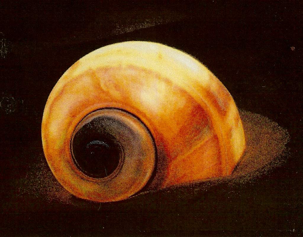 Snail Logo